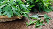 【行業(yè)資訊】南陽日報-成立保護創(chuàng)新基地 發(fā)展壯大艾草產(chǎn)業(yè)！