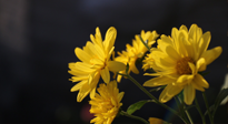 【養(yǎng)生知識(shí)】入秋菊花藥膳，美味營養(yǎng)、養(yǎng)生保??！