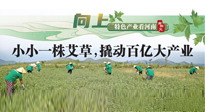 【行業(yè)資訊】向上，特色產(chǎn)業(yè)看河南：南陽艾區(qū)域品牌正在叫響！
