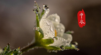 【二十四節(jié)氣灸】雨水節(jié)氣，扶陽、祛濕、調(diào)氣血，才是養(yǎng)生重點！艾灸，橫掃濕寒！