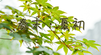 【艾灸養(yǎng)生】春末夏初：上熱下寒癥狀，補(bǔ)不如疏通淤堵，試試艾灸吧！