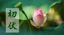 【三伏天】初伏將至，“蒸煮”模式開啟！想要健康，這四類食物別錯(cuò)過??！